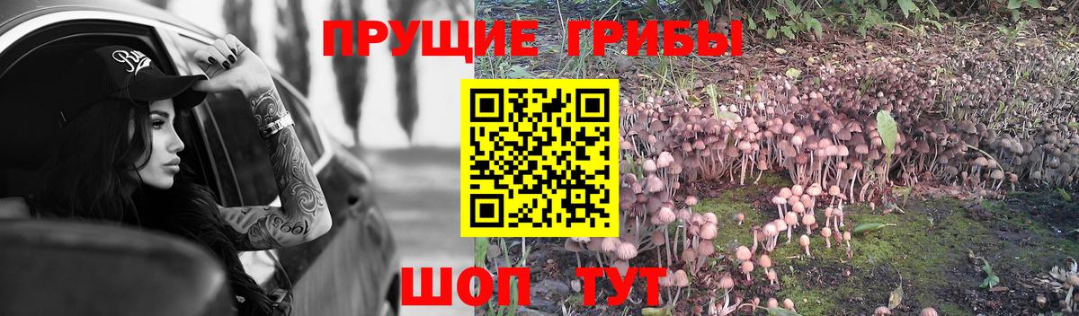Ирбит  Псилоцибиновые грибы MAGIC MUSHROOMS  Вход с VPN  Псилоцибиновые грибы прущие грибы 
